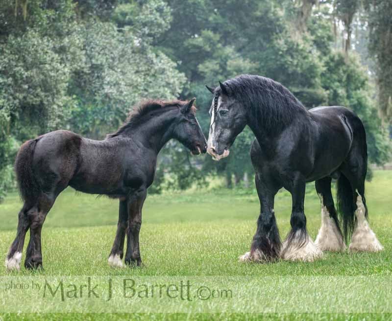 BB King meets his foal LEO, owned by Joyce Waller @Mark J. Barrett